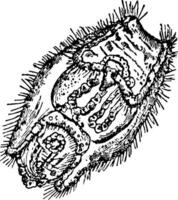 Holothurie tubulosa Jahrgang Illustration. vektor