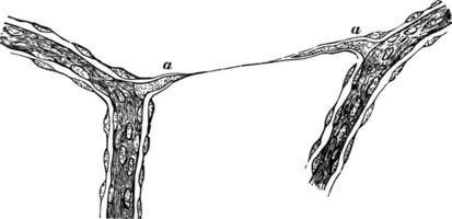 kapillärer från glaskropp humör av kalv årgång illustration. vektor