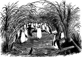 en trupp av naken maccaroni eller sten ficka pingviner nesting under de skugga av tuva av träd, årgång illustration. vektor