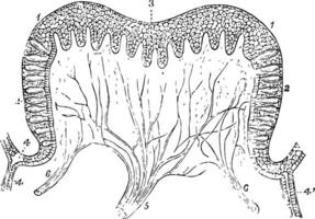 papilla av en kalv årgång illustration. vektor