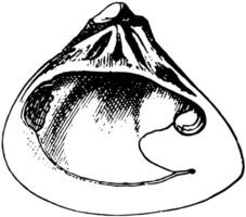 rätt ventil av galatea musslor, årgång illustration. vektor
