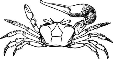 Geiger Krabbe Jahrgang Illustration. vektor