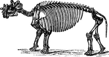 Dinoceras Skelett, Jahrgang Illustration. vektor