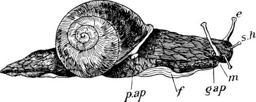 roman snigel, årgång illustration. vektor