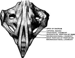 ligament mellan korsben och coccyx, årgång illustration. vektor