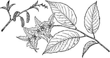 gren av amerikan avenbok årgång illustration. vektor