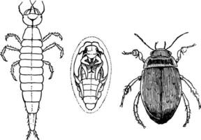 Wasser Käfer Stufen, Jahrgang Illustration. vektor