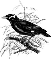 kulle Myna, årgång illustration. vektor