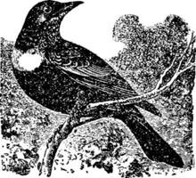 Ring Ouzel Jahrgang Illustration. vektor