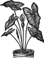 caladium årgång illustration. vektor