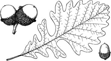 gren av bur ek årgång illustration. vektor