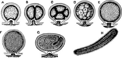 laomedea, årgång illustration. vektor