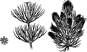 Ceratophyllum Jahrgang Illustration. vektor