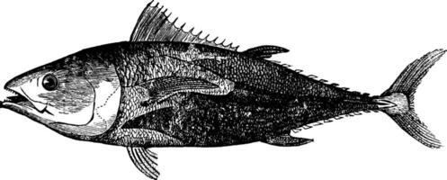 verbreitet Thunfisch, Jahrgang Illustration. vektor