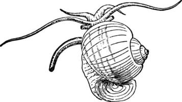 Apfel Hülse, Jahrgang Illustration. vektor