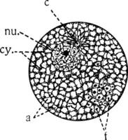 cell delar, årgång illustration vektor