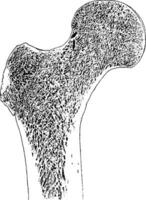 frontal Sektion durch Oberer, höher Ende von Oberschenkelknochen, Jahrgang Illustration. vektor