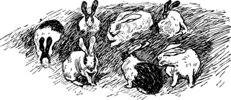Sieben Kaninchen, Jahrgang Illustration vektor