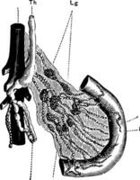 lakteals, årgång illustration. vektor