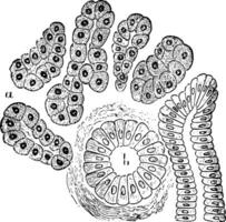 wahr Speichel- Drüse, Jahrgang Illustration vektor