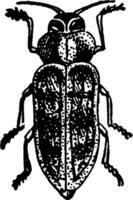 Borer Insekt, Vintage Illustration. vektor
