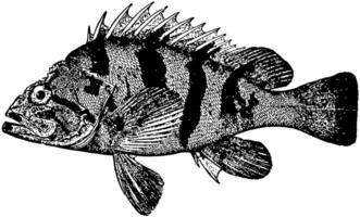 tiger stenfisk, årgång illustration. vektor