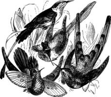 kolibri arter, årgång illustration. vektor