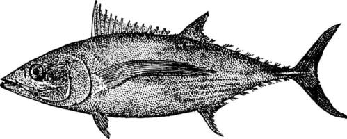 albacore, årgång illustration. vektor