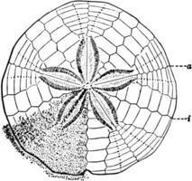 Sand Dollar, Jahrgang Illustration vektor