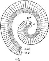 Seite Aussicht von das Spirostreptus vittatus Tausendfüßler, Jahrgang Illustration. vektor