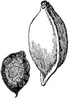 Terminalia catappa Jahrgang Illustration. vektor