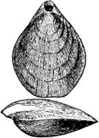 Terebratulina septentrionalis, Jahrgang Illustration. vektor
