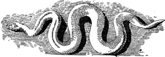Schlange Besetzung ist ein Wort von Latein Ursprung Bedeutung etwas Das gruselig, Jahrgang Gravur. vektor