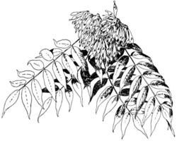 ailanthus altissima årgång illustration. vektor