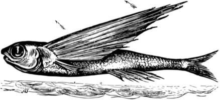 flygande fisk, årgång illustration. vektor