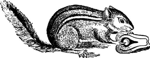 Streifenhörnchen, Vintage Illustration. vektor