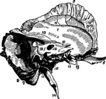 das Mastoid und petrous Portionen von das zeitlich Knochen, Jahrgang Illustration. vektor