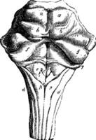 rygg- yta av de pons varolii, årgång illustration vektor