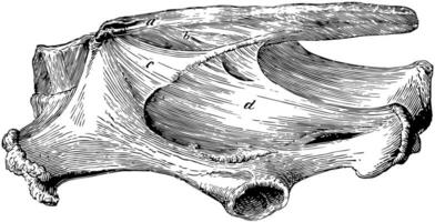 sacral och bäcken- ligament, årgång illustration. vektor