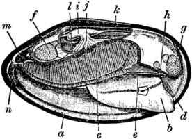 mussla anatomi, årgång illustration. vektor