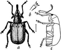 reste sig curculio, årgång illustration. vektor