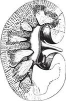 longitudinell sektion av njure, årgång gravyr. vektor