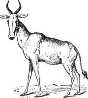 hartebeest, årgång gravyr. vektor