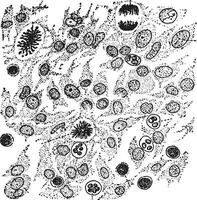 cellulär element av granulering vävnad, årgång gravyr. vektor