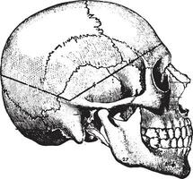kilformig calvaria tog bort förbi de linje av sågskuren rekommenderad, årgång gravyr. vektor