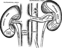 anterior Oberfläche von das Nieren, Jahrgang Illustration. vektor