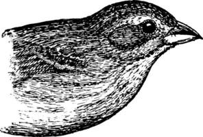 kvinna indigobird, årgång illustration. vektor