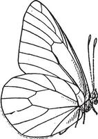 Schmetterlinge oder Schmetterlinge, Jahrgang Gravur vektor