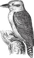 Wald Eisvogel oder halcyon Senegalensis, Jahrgang Gravur vektor
