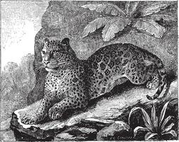 jaguar, årgång gravyr. vektor